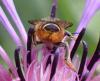 Megachile centuncularis